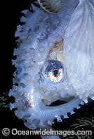 Paper Nautilus Argonauta nodosa Argonaut Photo - Gary Bell