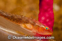 Parasitic Copepod on Goby Photo - David Fleetham