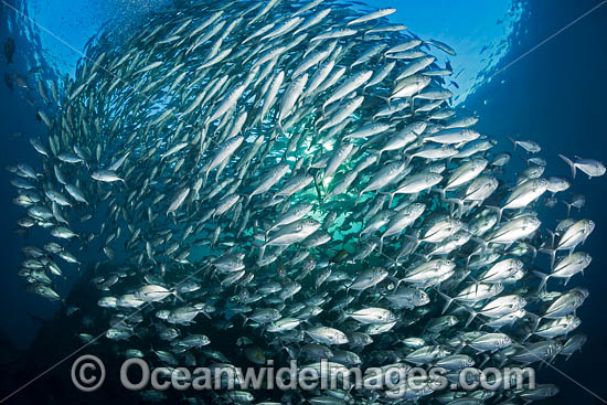 Schooling Big-eye Trevally photo