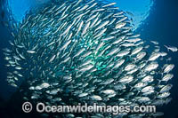 Schooling Big-eye Trevally Photo - David Fleetham