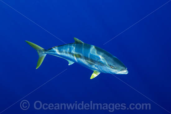 California Yellowtail photo California Yellowtail photo