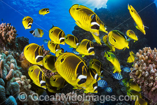 Raccoon Butterflyfish Hawaii photo Raccoon Butterflyfish Hawaii photo