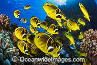 Raccoon Butterflyfish Hawaii Photo - David Fleetham