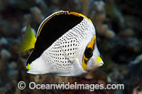 Hawaiian Butterflyfish Chaetodon tinkeri Photo - David Fleetham