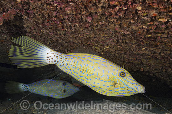 Scribbled Filefish photo Scribbled Filefish photo