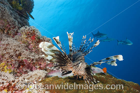 Lionfish Pterois volitans photo Lionfish Pterois volitans photo
