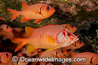 Longjaw Squirrelfish Bigscale Squirrelfish Photo - David Fleetham