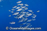 Spotted Oceanic Triggerfish Photo - David Fleetham