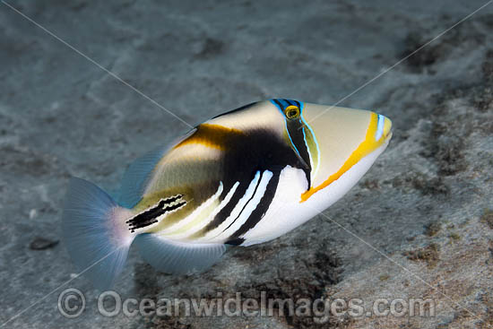 Picasso Triggerfish photo Picasso Triggerfish photo