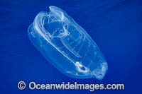 Pelagic Tunicate Salp Photo - David Fleetham