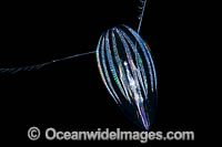 Comb Jelly Photo - David Fleetham