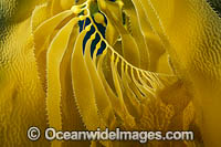 Giant Kelp Photo - David Fleetham
