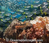 Marine Iguana and schooling fish Photo - David Fleetham