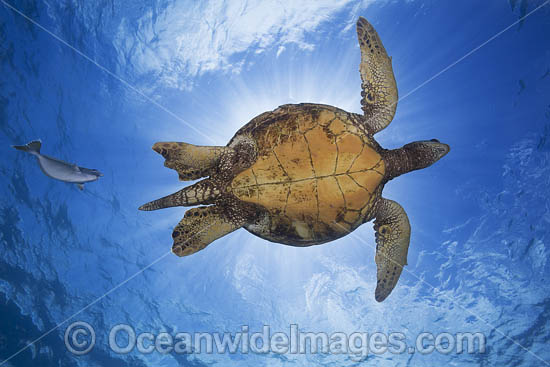Green Sea Turtle photo Green Sea Turtle photo