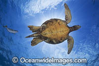 Green Sea Turtle Photo - David Fleetham