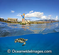 Girl on Paddleboard with Green Sea Turtles Photo - David Fleetham