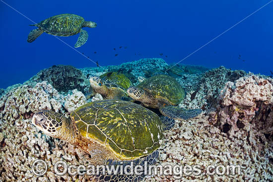 Green Sea Turtle at cleaning station photo Green Sea Turtle at cleaning station photo