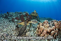 Surgeonfish cleaning Green Sea Turtle Photo - David Fleetham
