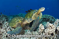 Green Sea Turtles at cleaning station Photo - David Fleetham