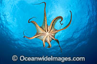 Day Octopus swimming Photo - David Fleetham