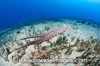 Day Octopus swimming Photo - David Fleetham