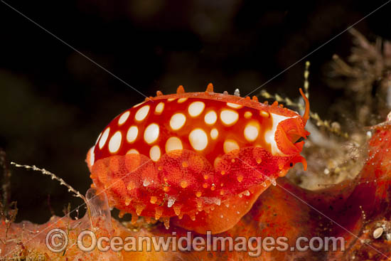 Cowry Komodo photo
