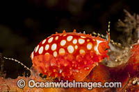 Cowry Komodo Photo - David Fleetham