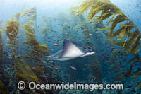 California Bat Ray in kelp forest Photo - David Fleetham