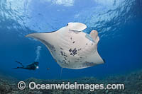 Diver and Manta Ray Photo - David Fleetham