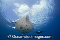 Diver and Manta Ray Photo - David Fleetham