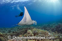 Diver and Manta Ray Photo - David Fleetham