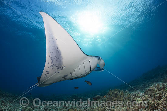 Manta Ray photo Manta Ray photo