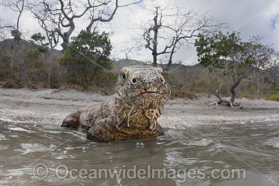 Komodo Dragon Rinca Island photo Komodo Dragon Rinca Island photo