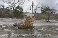 Komodo Dragon Rinca Island Photo - David Fleetham