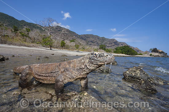 Komodo Dragon Rinca Island photo Komodo Dragon Rinca Island photo