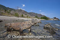 Komodo Dragon Rinca Island Photo - David Fleetham