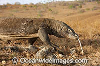 Komodo Dragon Rinca Island Photo - David Fleetham