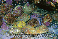 Blacklip Abalone Haliotis rubra Photo - Gary Bell