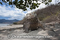 Komodo Dragon Rinca Island Photo - David Fleetham