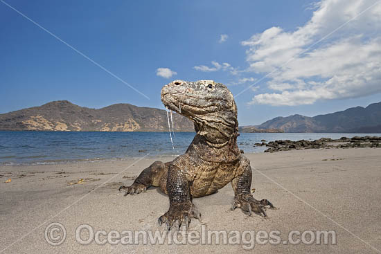 Komodo Dragon Rinca Island photo Komodo Dragon Rinca Island photo