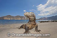 Komodo Dragon Rinca Island Photo - David Fleetham
