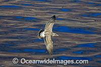 Western Gull Larus occidentalis Photo - David Fleetham