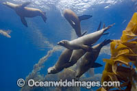 California Sea Lions Photo - David Fleetham