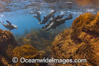 Guadalupe Fur Seals Photo - David Fleetham
