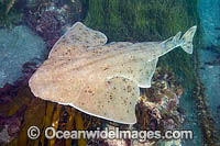 California Angel Shark Photo - David Fleetham