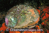 Blacklip Abalone Photo - Gary Bell