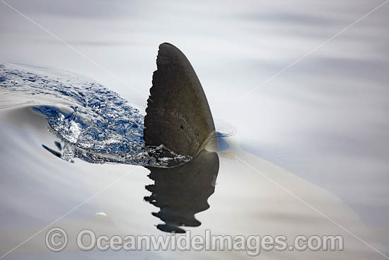 Great White Shark dorsal fin photo Great White Shark dorsal fin photo