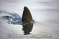Great White Shark dorsal fin Photo - David Fleetham