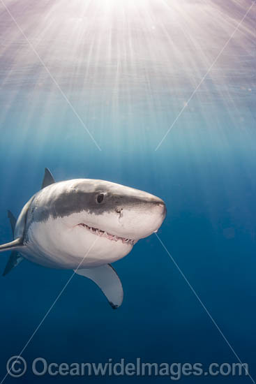 Great White Shark underwater photo Great White Shark underwater photo