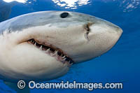 Great White Shark underwater Photo - David Fleetham